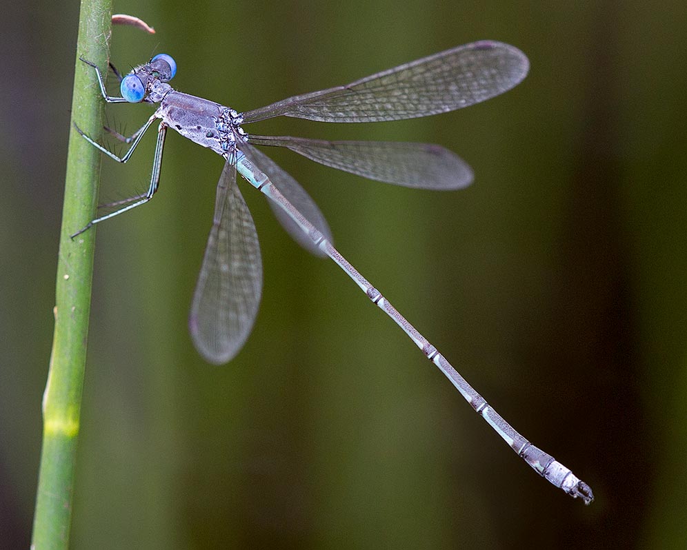 Lestes dissimulans